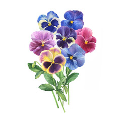 Bouquet of the blue garden tricolor pansy flower (Viola tricolor, viola arvensis, heartsease, violet, kiss-me-quick) Hand drawn botanical watercolor painting illustration isolated on white background - obrazy, fototapety, plakaty