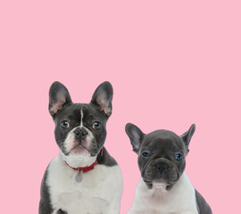 team of two french bulldogs on pink background