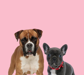 team of boxer and french bulldog on pink background