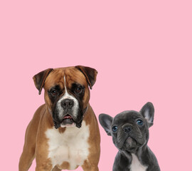 team of boxer and french bulldog on pink background