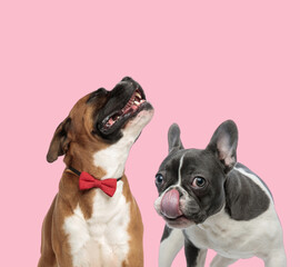 Fototapeta premium team of boxer and french bulldog on pink background