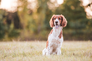 Adorable welsh springer spaniel dog breed in evening. - obrazy, fototapety, plakaty
