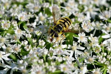 Schwebefliege 