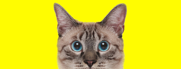 Eager domestic cat looking forward curiously
