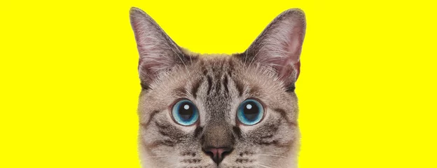 Gardinen Katze Eager domestic cat looking forward curiously  © Viorel Sima