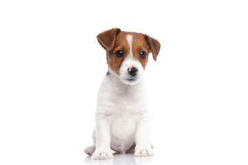 jack russell terrier dog sitting and looking away