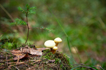 Honey Agaric mushrooms grow on a tree in autumn forest. Group of wild mushrooms Armillaria.