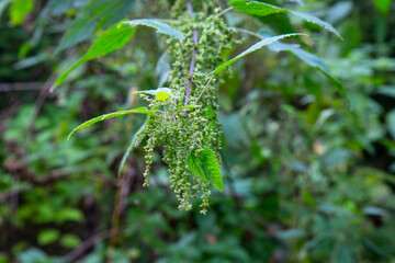 Urtica dioica, often called common nettle or stinging