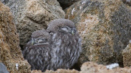 Two Little owl Athene noctua stands on a stone with closed eyes