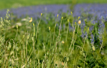 green buds and a pod of poppy seeds on a sun-drenched meadow