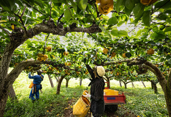 日本の収穫期の梨園の有袋栽培の梨の収穫