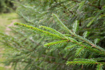 Spruce branch. Beautiful branch of spruce with needles. Christmas tree in nature.