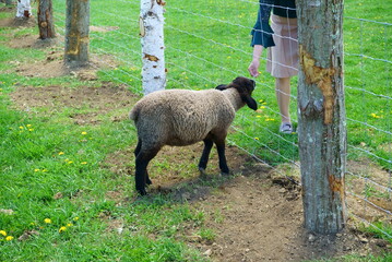 Keeping sheep that produce wool