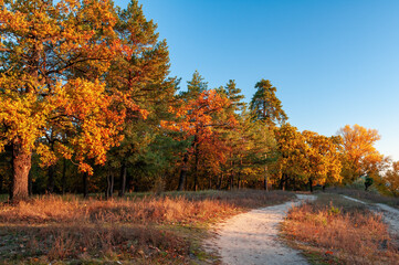 Dirt road along edge of the wood with colorful oak and fir trees illuminated by sunset at autumn evening
