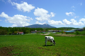 Sunny blue sky and ranch cows
