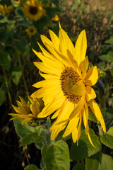 Obraz premium sunflower field at autumn