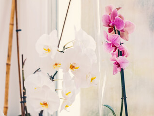 White and pink orchids on light background