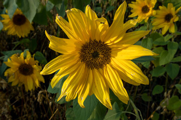 Obraz premium sunflower field at autumn