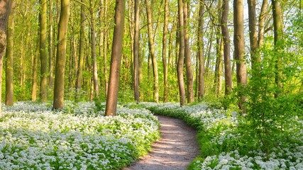 Pathway through the forest with blooming wild garlic (Allium ursinum). Stochemhoeve, Leiden, the Netherlands. Picturesque panoramic spring scene. Travel destinations, eco tourism, ecology, pure nature