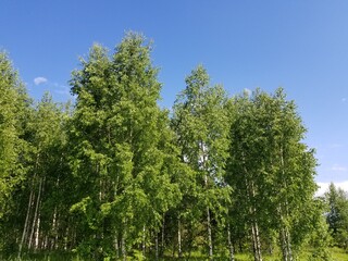 Fototapeta premium trees in the forest