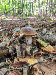 Boletus edulis. White mushroom growing in the forest.