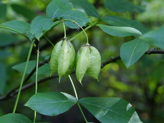 green fruits with seeds of stanphylea colchica tree