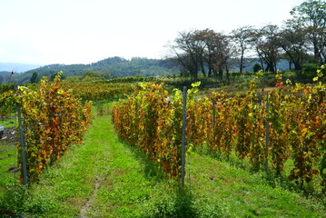 Fototapeta na wymiar Vineyards of Japanese wineries on a sunny autumn day