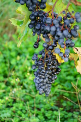 Vineyards of Japanese wineries on a sunny autumn day