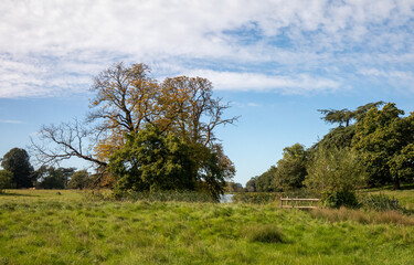 Obraz premium trees in the field