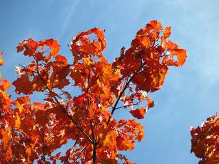 bright red-purple leaves of an autumn maple against a blue sky