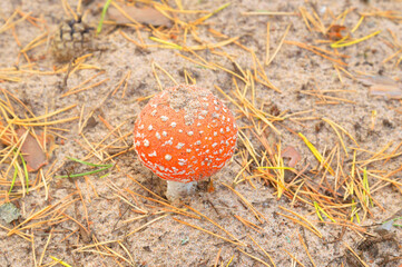 iRed fly agaric closeup in forest. Poisonous mushrooms.