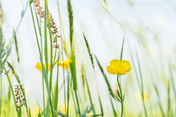 Buttercups flowers in meadow, closeup of yellow flowers in grassland
