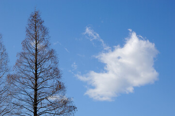 木と空と雲