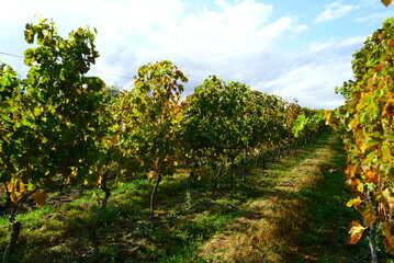 Vineyards of Japanese wineries on a sunny autumn day