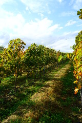 Vineyards of Japanese wineries on a sunny autumn day