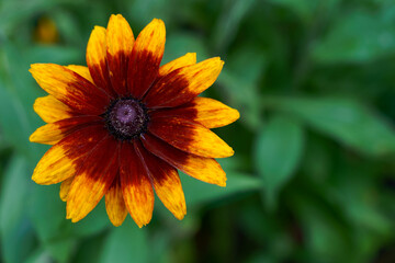 Rudbeckia bicolor with yellow and brown red colors flowers growing in the garden. High quality photo