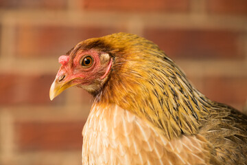 An Australian Game chicken breed