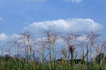 It's in the clouds and the silver grass.