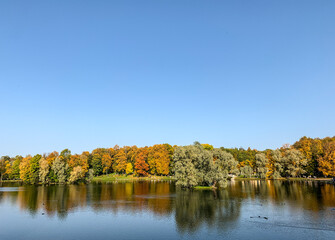 Golden trees on the lake in the fall time