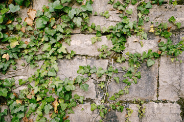 A wall of massive stone slabs with a green ivy plant.