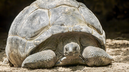 Focus on the face of an Aldabra giant tortoise, native to the Seychelles, peeking out of its dome shaped shell as it relaxes on sand.