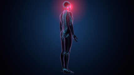 3d illustration of human skeleton skull temporal bone anatomy © PIC4U