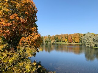 Golden trees on the lake in the fall time