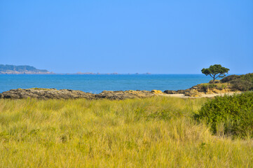 beach and sea, a tree sculpted by the wind and dry grass
