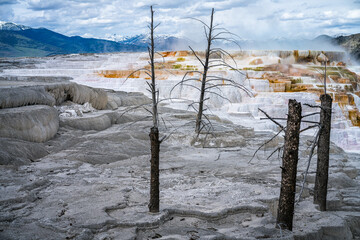 hydrothermal areas of mammoth hot springs in yellowstone national park in wyoming in the usa