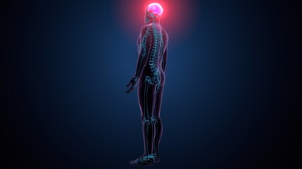 3d illustration of human skeleton skull parietal bone anatomy © PIC4U