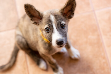 タイルの床の上にいる茶色い子犬のクローズアップ