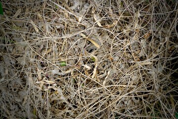 The background image of hay is dry on the ground.