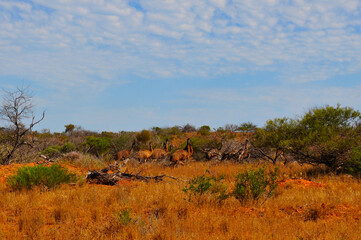 Fototapeta na wymiar A flock of emu on dry plains