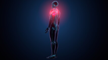 3d illustration of human skeleton anatomy rib cage
